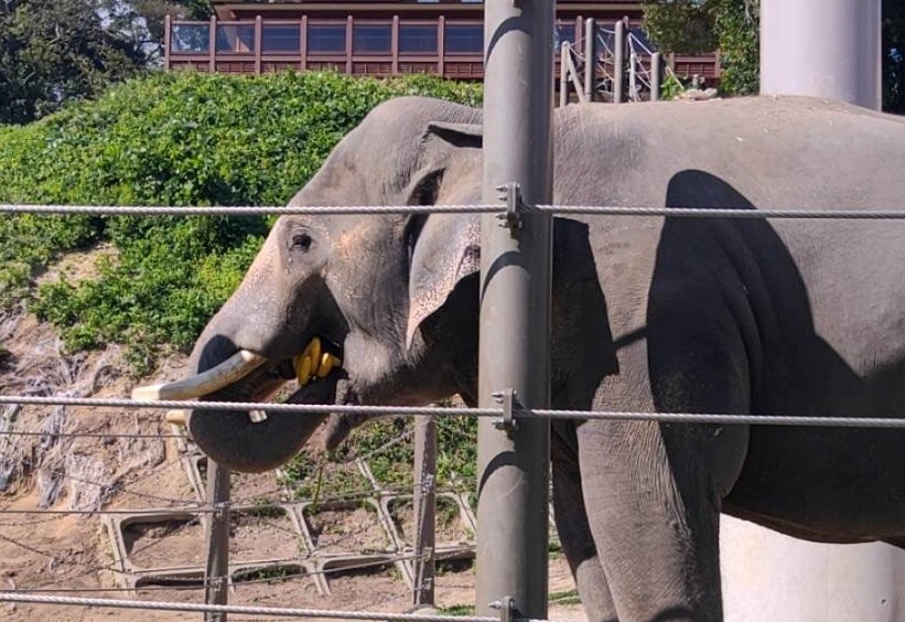 届いたバナナを食べるゾウ （福岡市動物園）